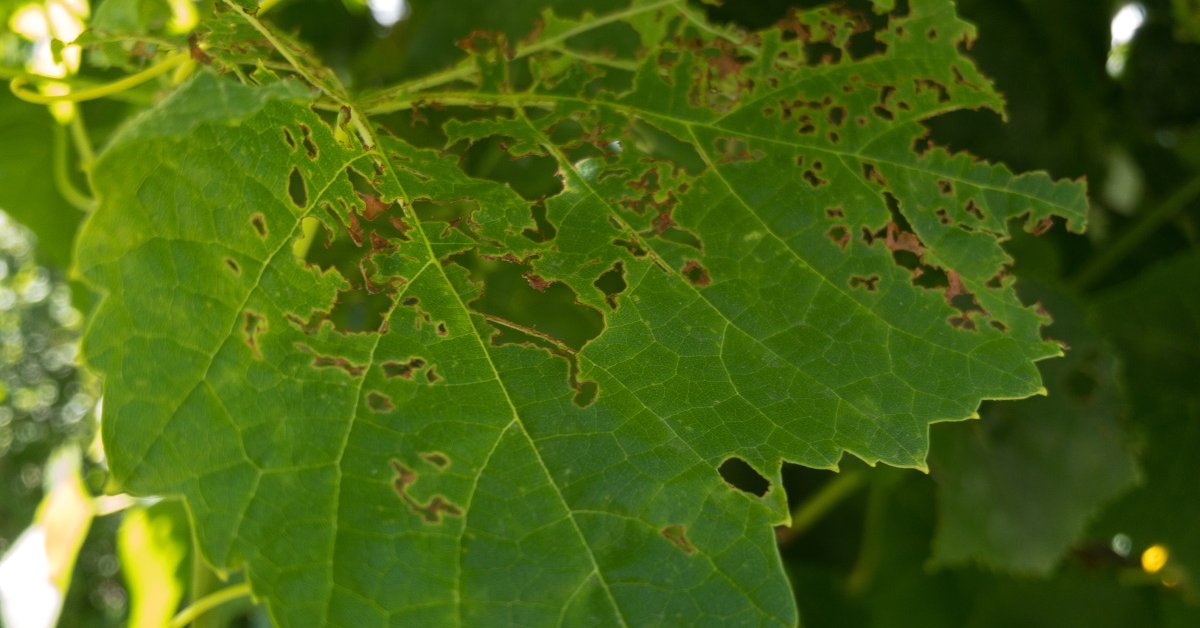 Болезни винограда: фото, лечение, описание, как выглядят на листьях, виды, видео